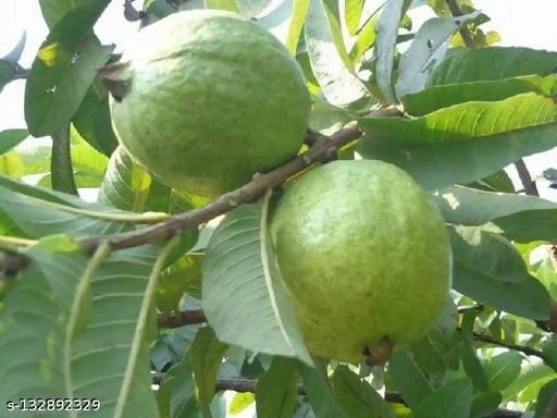 Types Of Guava