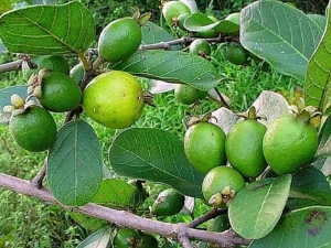 Guinea guava