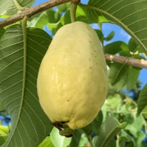 Egyptian Yellow guava