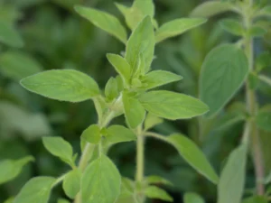 Greek Oregano