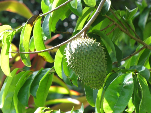 Sour Sop Leaves