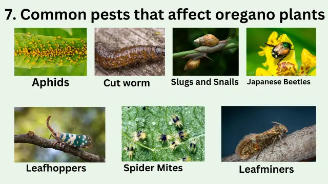 7. Common pests that affect oregano plants