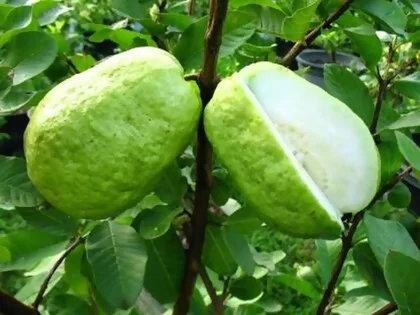 Banarasi guava