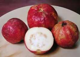 Chittidar Guava