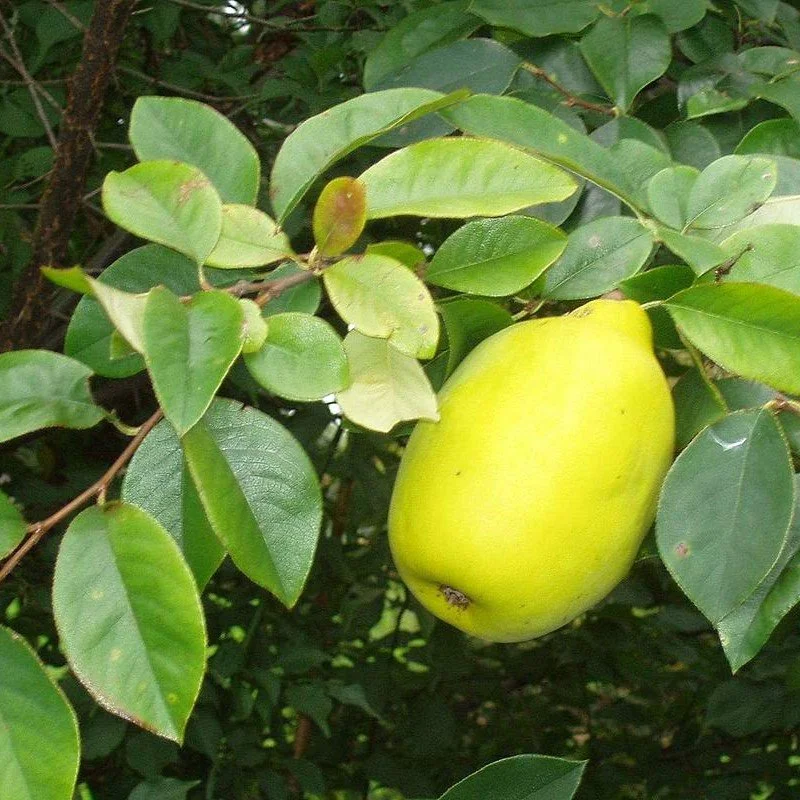 Costa Rican Guava