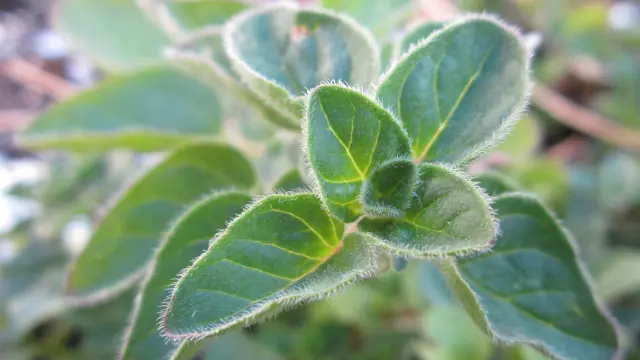 Greek Oregano