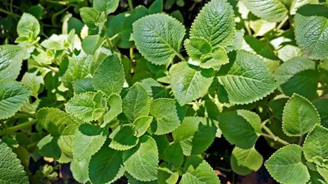 How to Grow Oregano at Home