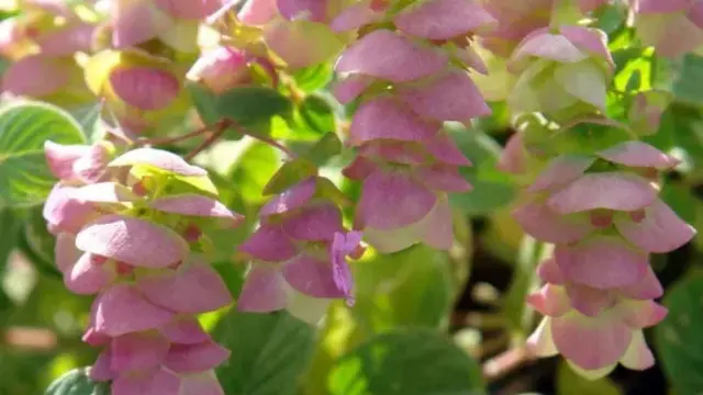 How to Grow Oregano at Home