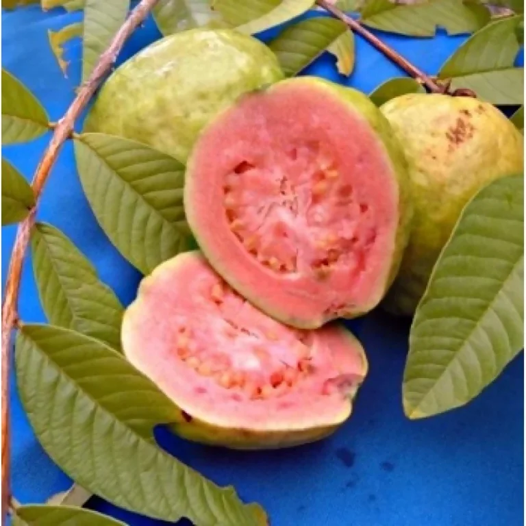 Lalit Guava