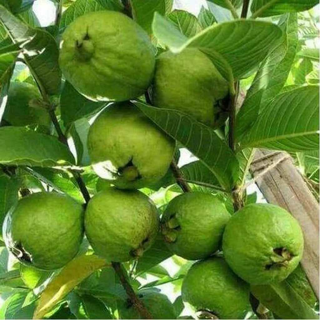Lucknow 49 Guava