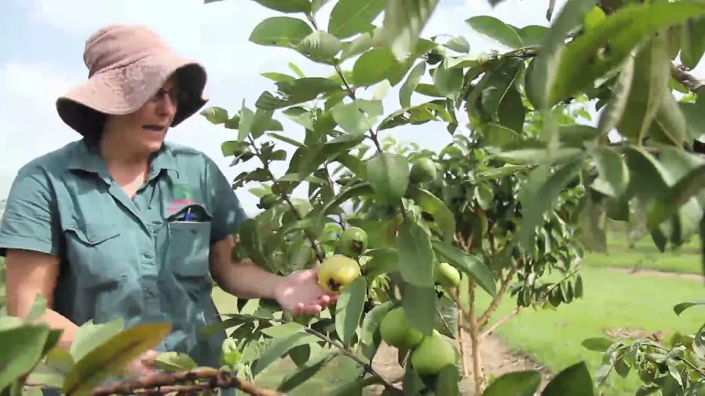 Mexican Cream Guava Trees