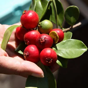 Red Indian Guava