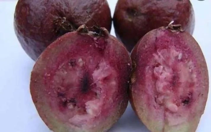 Red Malaysian Guava