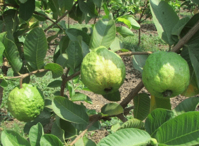 Safeda Lucknow Guava