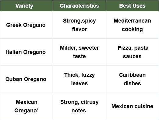 Oregano Varieties and Their Uses