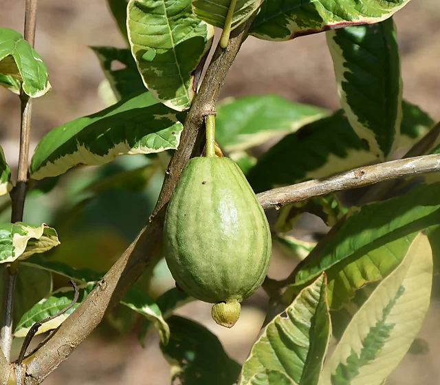 Variegated Guava