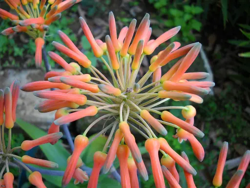 When does an aloe vera plant bloom?
