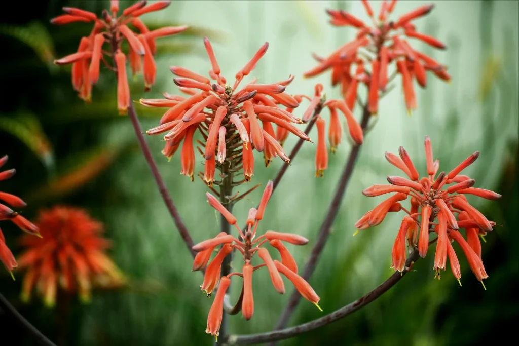 When Does An Aloe Vera Plant Bloom