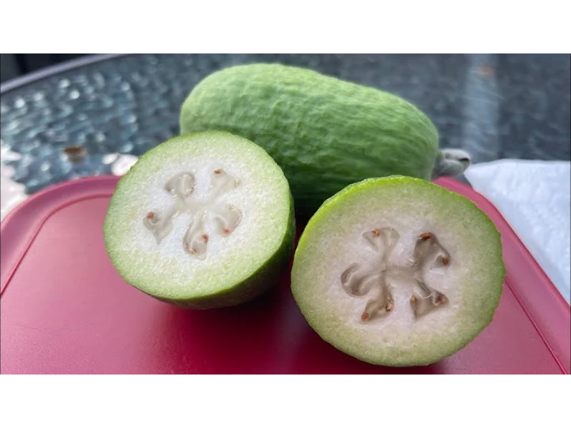 mitha guava