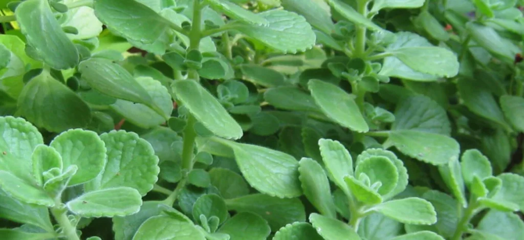 oregano 1170x536 1