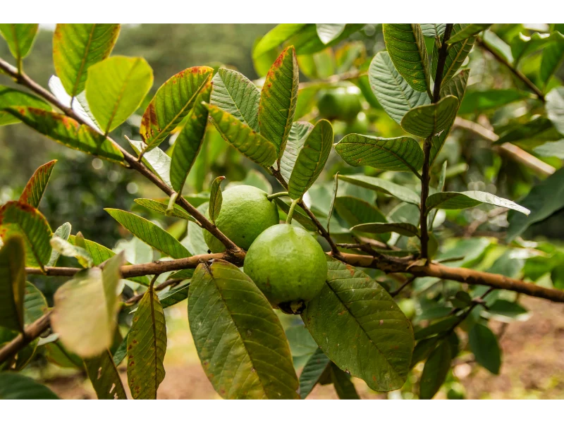 mexican cream guava tree