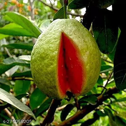 Hong Kong Pink Guava