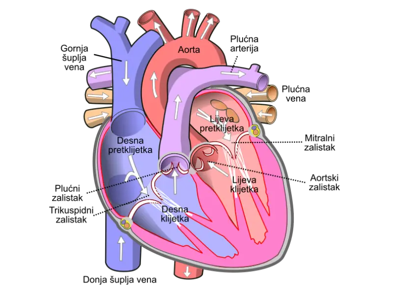 Diagram of the human heart hr.svg
