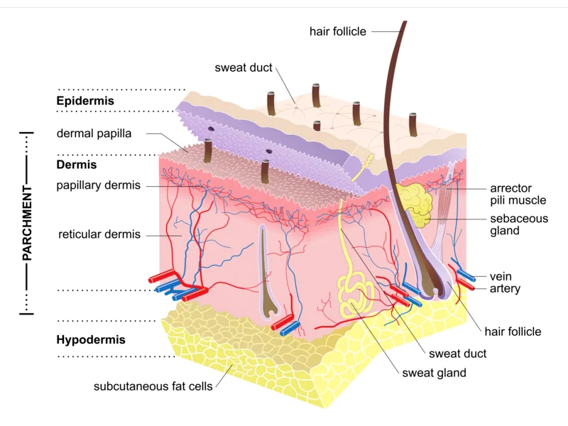 Structure of mammalian skin and the layers typically present in parchment