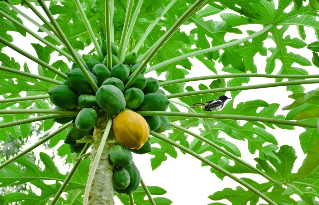 Health Benefits of Papaya Leaves