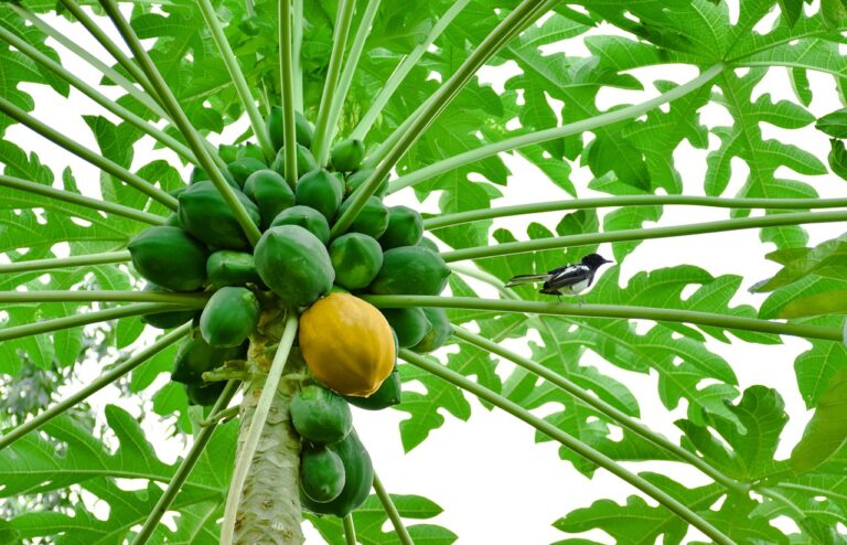 Health Benefits of Papaya Leaves