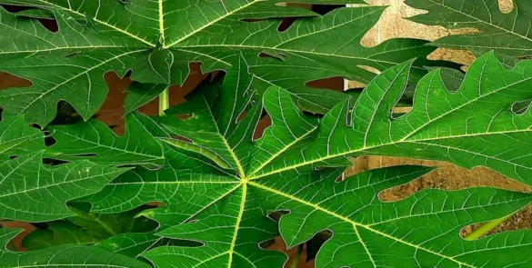 papaya leaves fotor 2023120913310 2 585x295 1