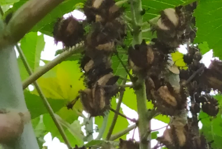 Castor Bean Plant Seeds