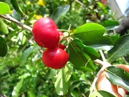 Acerola