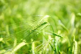 Barley Grass