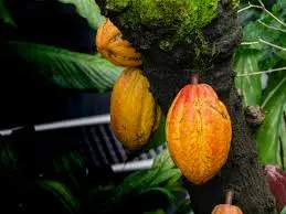 Cacao