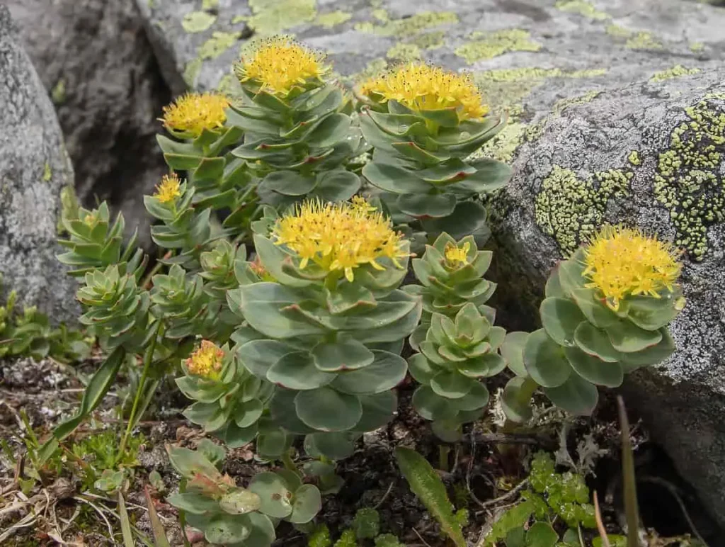 Rhodiola