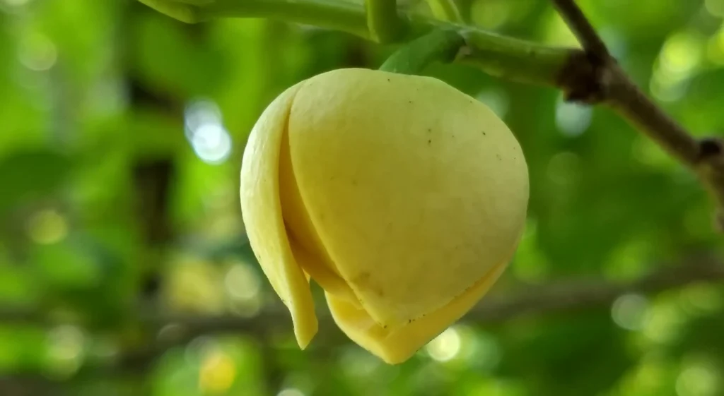 Flowering and Pollination: Maximizing Fruit production