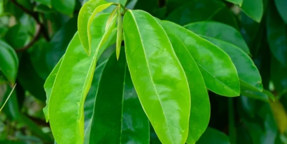 Scientific Research on Soursop Leaves