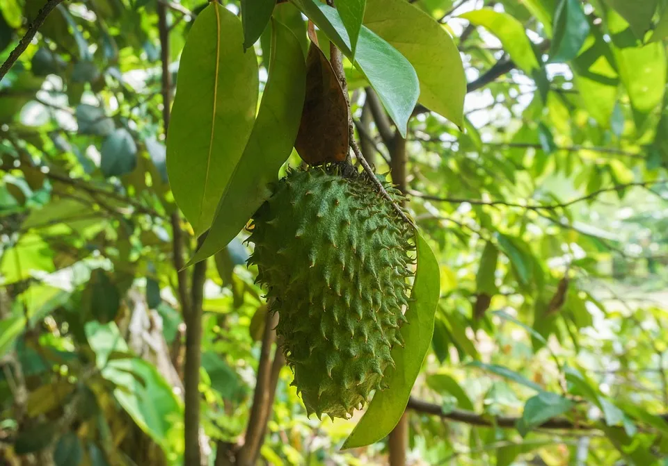 How to grow soursop tree