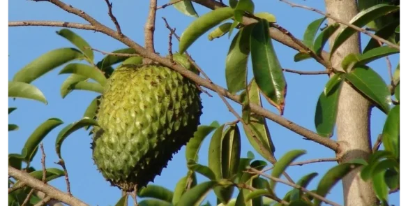 soursop tree