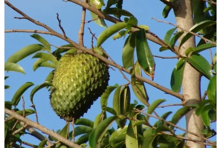 soursop fruit tree