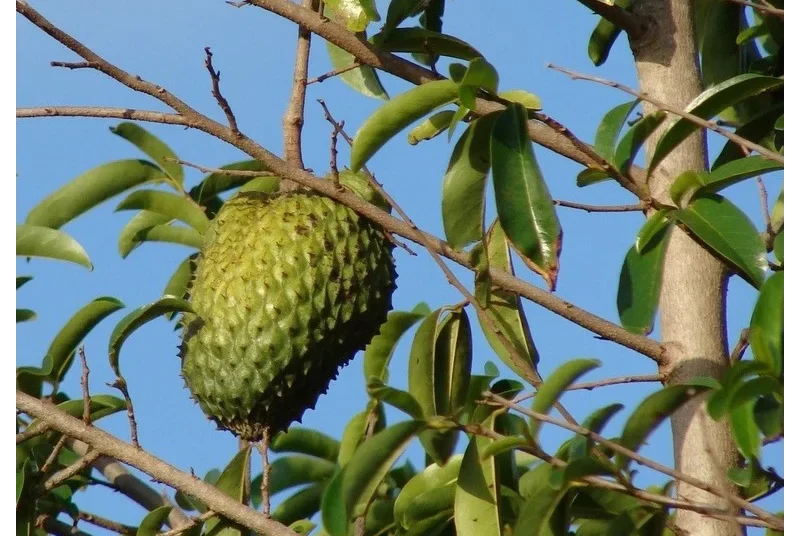 soursop fruit tree