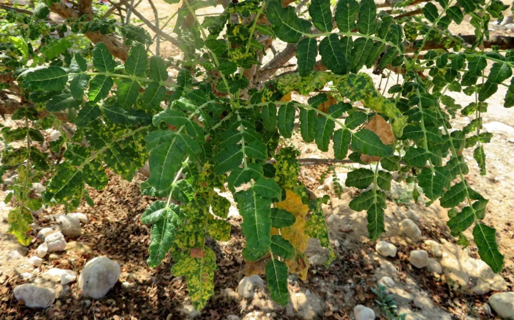 Boswellia Frankincense