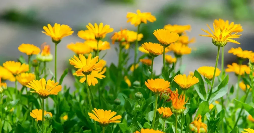 Calendula Calendula officinalis 2