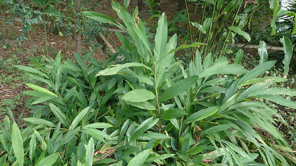 Cardamom Elettaria cardamo