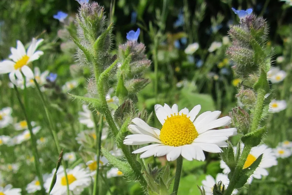 Chamomile Matricaria chamomilla