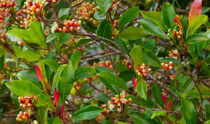 Cloves (Syzygium aromaticum)