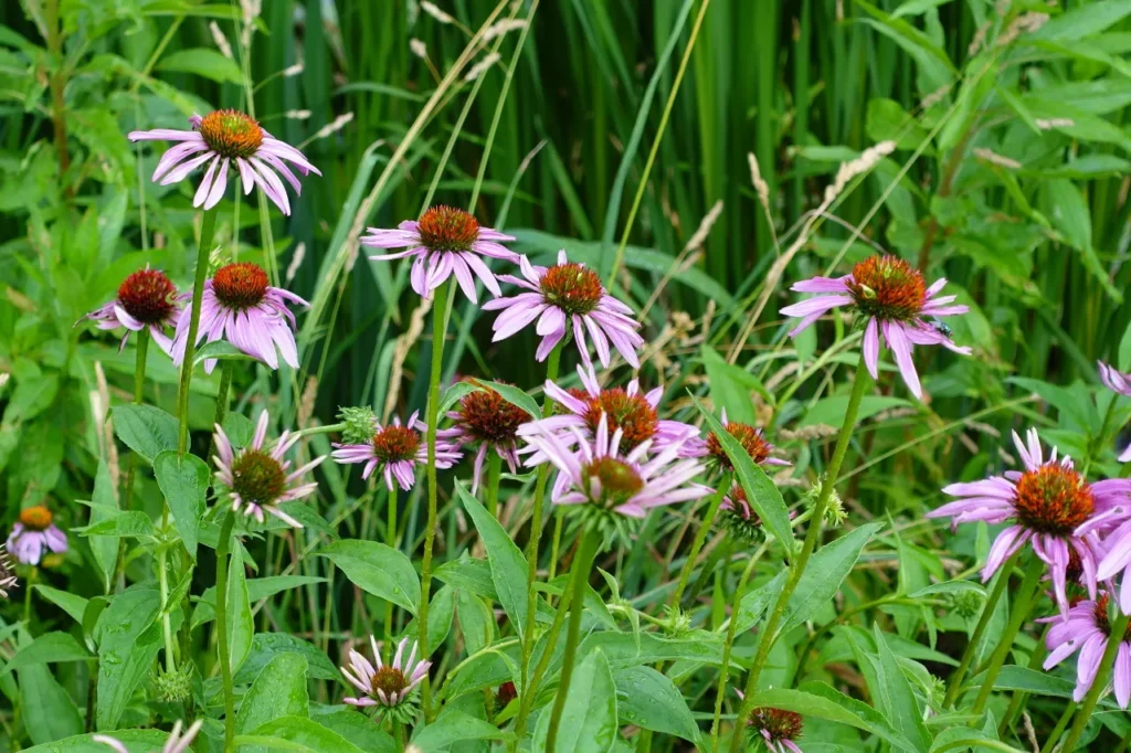 27. Echinacea (Echinacea purpurea)