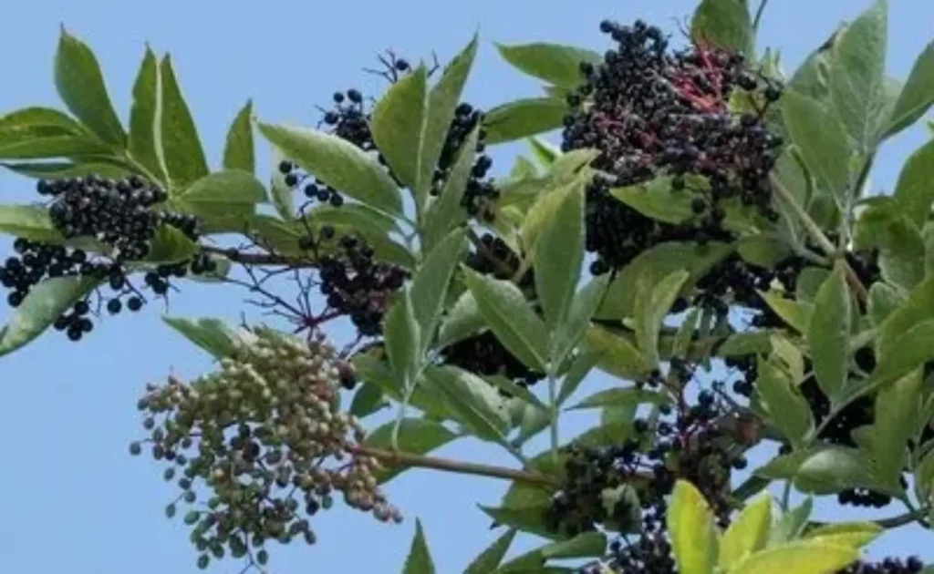 Elderberry Sambucus nigra 1 1