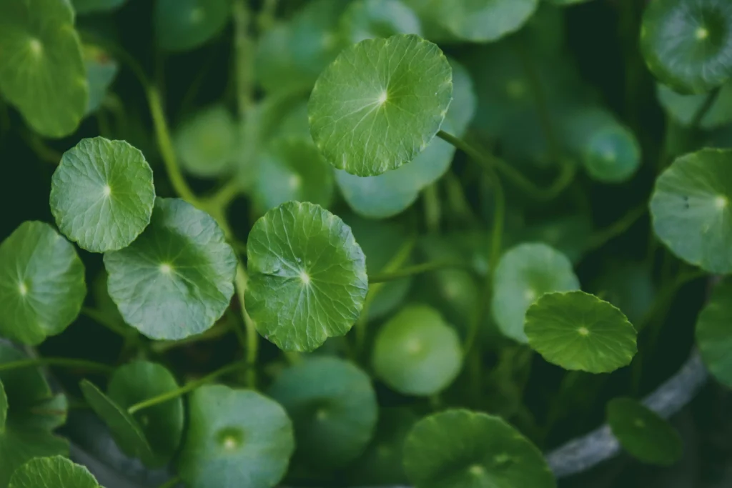 9. Gotu Kola (Centella asiatica)
